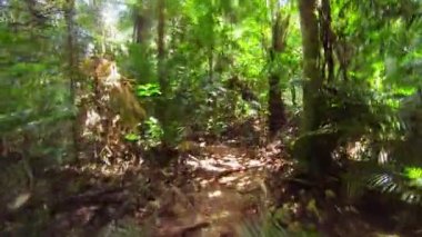 ormanda bir dar yol boyunca hızlı koşma