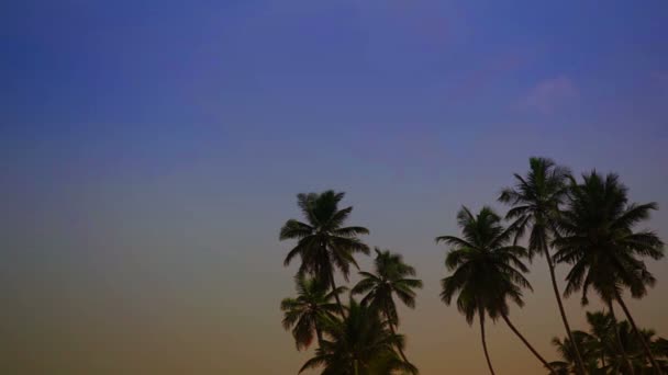 Vidéo 1920x1080 - Palmiers tropicaux contre le ciel du soir 