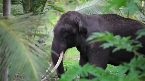 Старый слон в джунглях — стоковое видео
