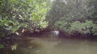 video 1920 x 1080 - yelken mangroves ile