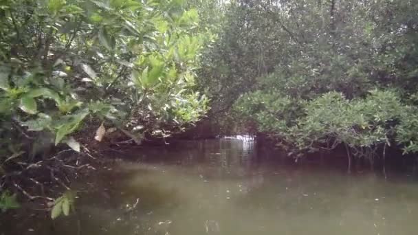 Video 1920 x 1080 - segla genom mangrove — Stockvideo