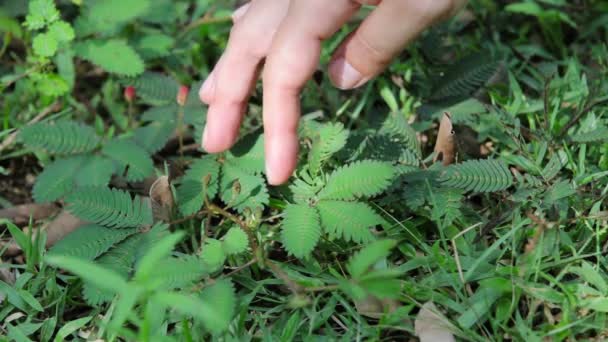 Mimosa pudica hareket — Stok video