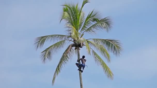 BENTOTA, SRI LANKA - 23 DE ABR: Hombre hábil y fuerte recogiendo cocoteros el 23 de abril de 2013 en Bentota, Sri Lanka . — Vídeos de Stock