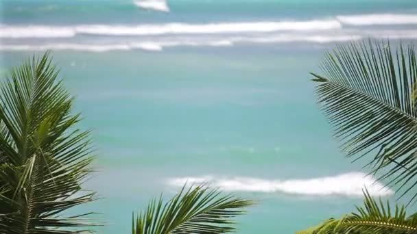 Onde su una spiaggia tropicale con foglie di palma — Video Stock