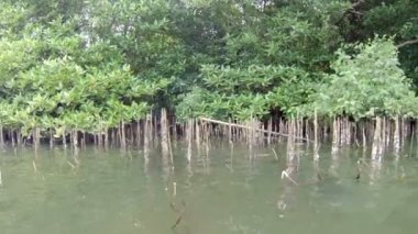 nehir Deltası'nda mangroves. Sri lanka, bentota