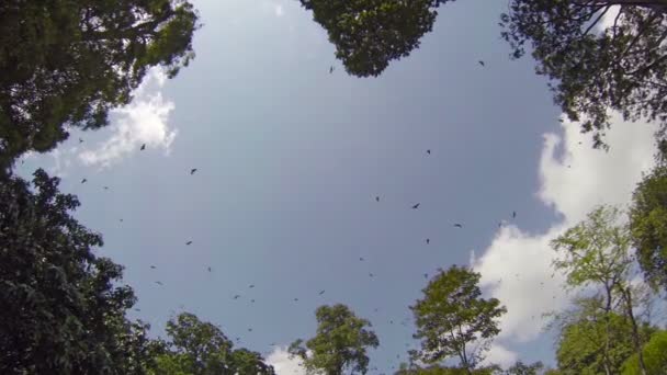 Rousettus en el cielo sobre el bosque. Sri Lanka — Vídeos de Stock