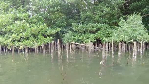 Mangrove a folyó delta. Srí Lanka-i, Bentota — Stock videók