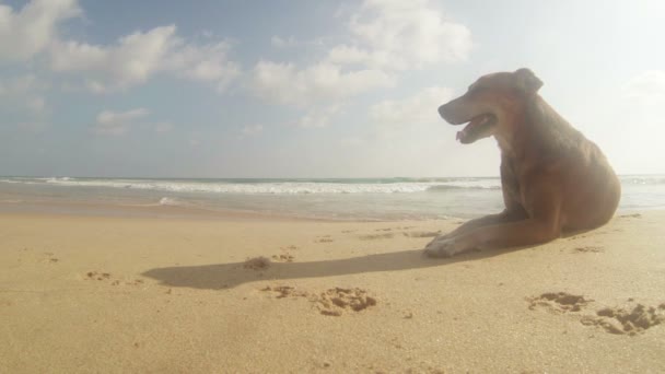 En herrelös hund i den varma tropiska stranden — Stockvideo