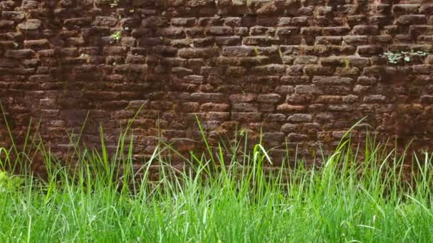 Rode bakstenen muur met groene gras hieronder — Stockvideo