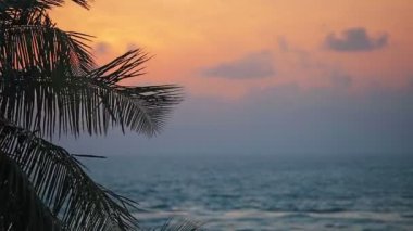 palmiye ve tropikal okyanus üzerinden günbatımı