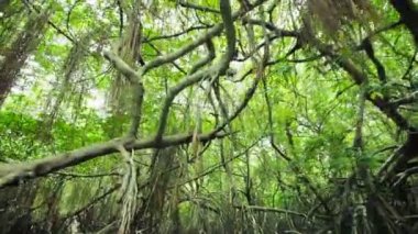 yoğun mangrovlar ve asılı kökleri. Sri lanka, bentota