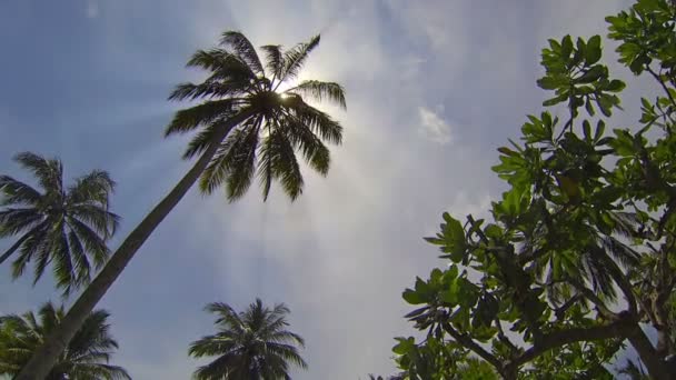 Tropisk skog og store kokosnøttre mot himmelen – stockvideo
