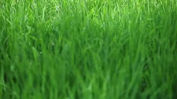 Зеленая трава качается на ветру. Фон с фокусом на заднем плане — стоковое видео