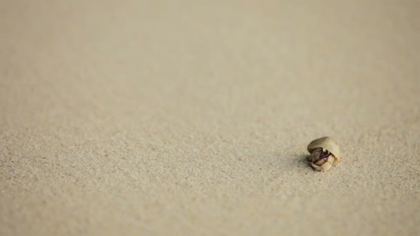 Рак відлюдник працює на піску на пляжі — стокове відео