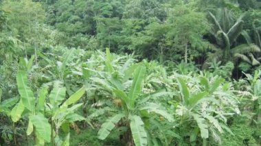 palmiye ağaçları ve muz ile tropikal orman