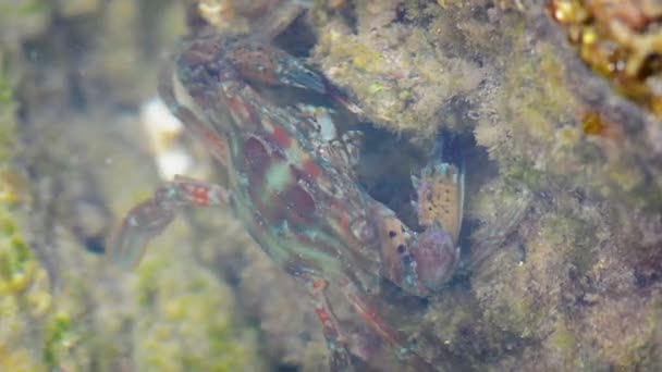 Le crabe bleu se nourrit de végétation 