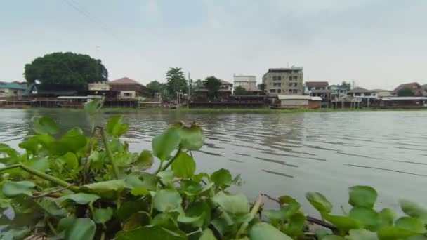 Vegetationen är flytande vid floden. Thailand — Stockvideo