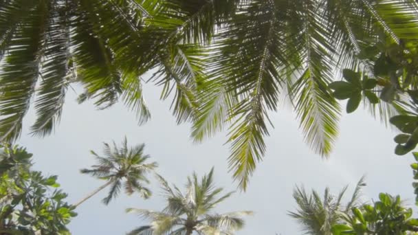 El cielo por las plantas tropicales — Vídeo de stock