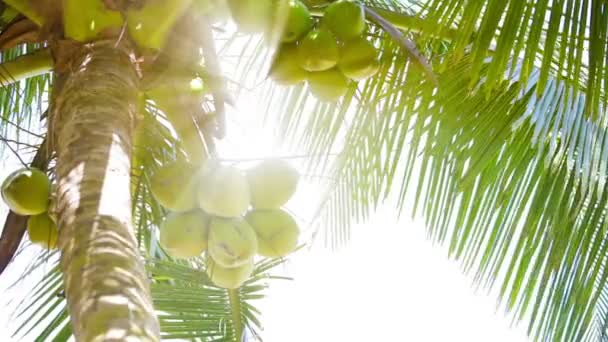 Coconuts on the top of the palm tree with the rays of the tropical sun — Stock Video
