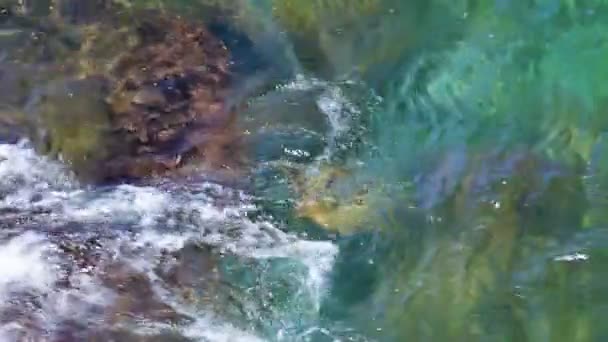 Deniz kaplumbağası dalgaları ile mücadele ediyor — Stok video