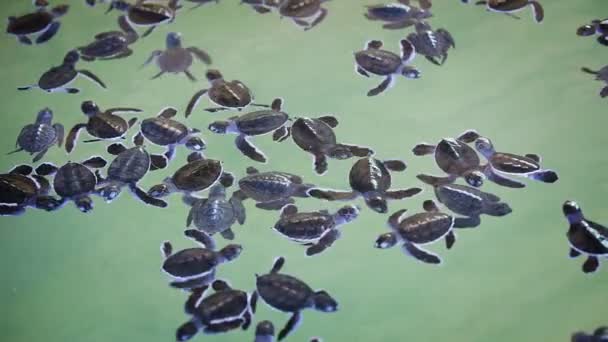 Pequeñas tortugas marinas en el vivero de tortugas — Vídeo de stock