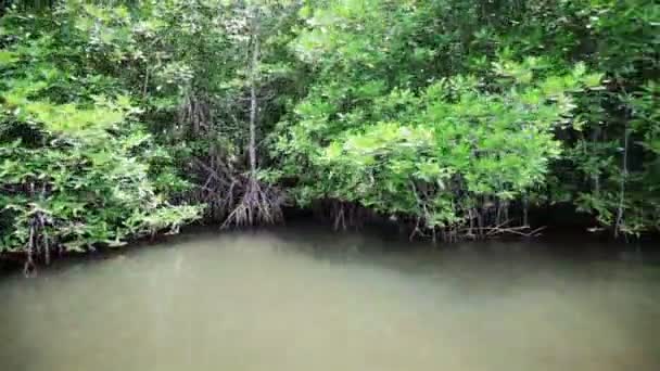 Manglares a lo largo de la orilla de un río tropical — Vídeos de Stock