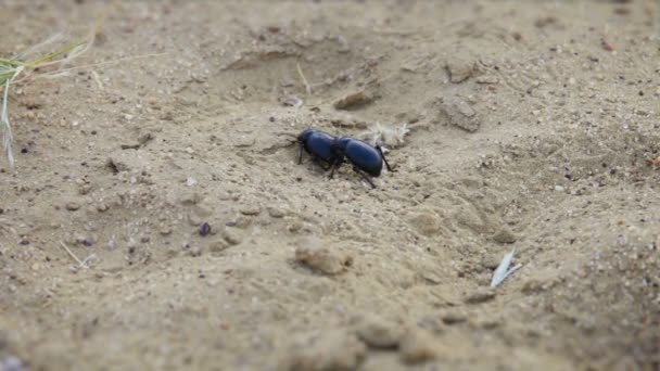 Pair of scarab beetles in the sand. Desert of India — Stock Video