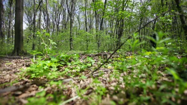 Een man loopt op lente forest — Stockvideo