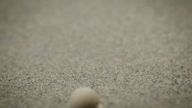 münzevi kimse Yengeç deniz kum kaçan