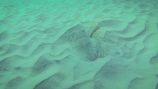 Sepia salvaje escondida y corriendo en el agua azul limpia — Vídeos de Stock