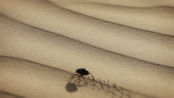 视频 1920 x 1080-圣甲虫制作一个标记，在沙 — 图库视频影像