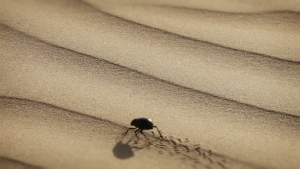 Video 1920 x 1080 - scarab is maken een merk in het zand — Stockvideo