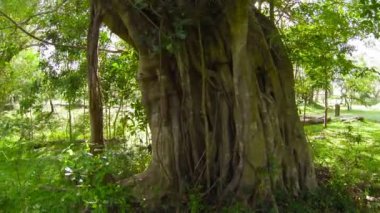 vídeo 1920 x 1080 - un árbol milenario en el viejo parque