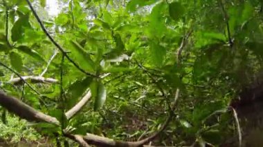 video 1920 x 1080 - yoğun çalılıkları mangrov ağaçlar tropikal Nehri üzerinde