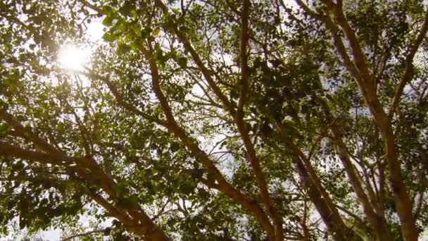 Wideo 1920 x 1080 - święte święte drzewo figowe - najstarsze drzewo na ziemi. Sri lanka, anuradhapura — Wideo stockowe