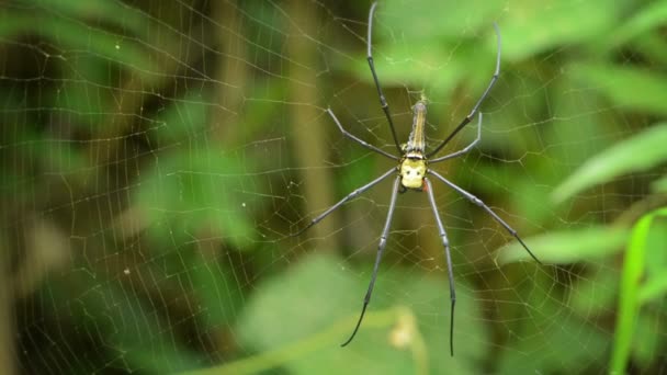 Vidéo 1920x1080 - Une grande araignée dans sa toile - Nephila 
