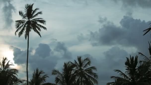 Video 1920x1080 - Evening landscape with palm trees in the background of the cloudy sky — Stock Video