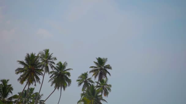 Video 1920x1080 - Group of tropical palm trees against the sky — Stock Video