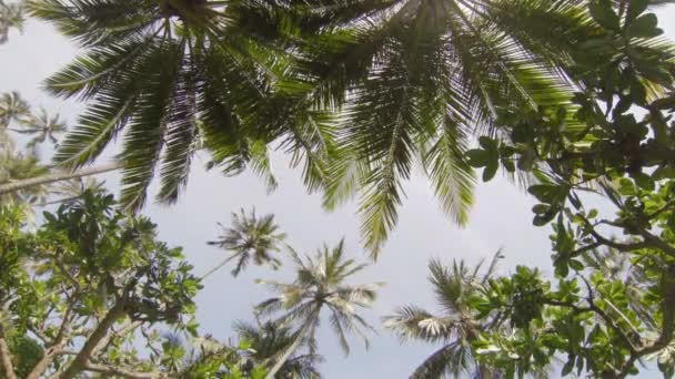 Vídeo 1920x1080 - Os topos das árvores tropicais contra o céu — Vídeo de Stock