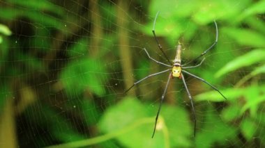 video 1080p - büyük kadın nephila örümcek onun Web