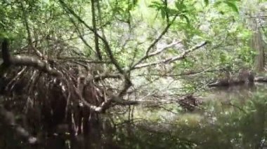 video 1080p - mangroves hareketi