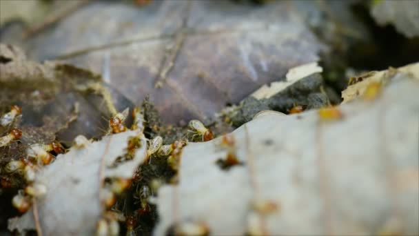 Video 1080p - Las termitas comen las hojas caídas en el bosque — Vídeo de stock