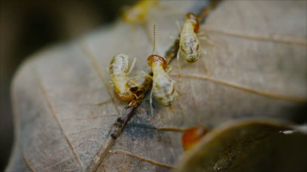 Video 1080p - Termites eat the old rotten leaves in the forest close up — Stock Video