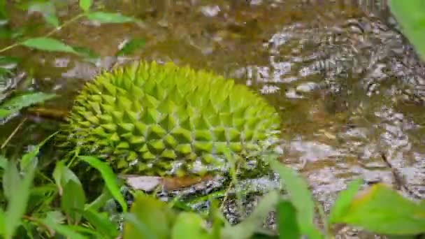 Video 1080p - de vrucht durian gedaald in een kreek in de jungle — Stockvideo