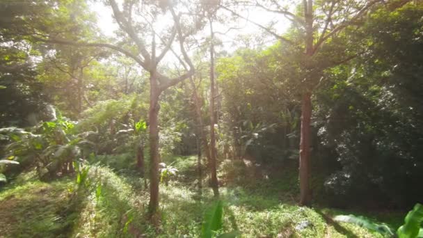 Видео 1080p - тропический лес, наполненный солнечным светом — стоковое видео