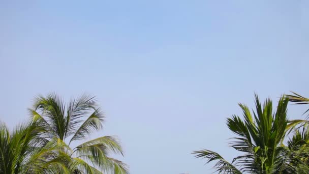 Видео 1080p - Группа пальм против голубого тропического неба день — стоковое видео