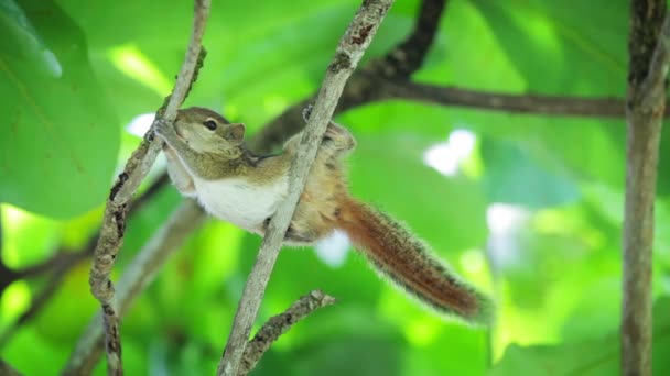 Video 1080p - Palm eekhoorn (chipmunk) gnaws hout branch — Stockvideo