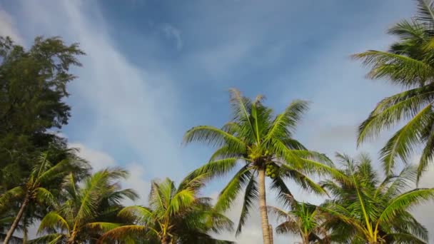 Video 1080p - The tops of tropical trees on the seashore — Stock Video