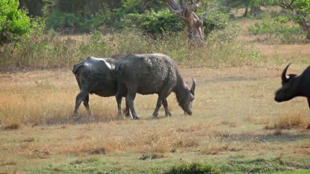 1920x1080 video - Bulls grazing in the wild. Sri Lanka — Stock Video