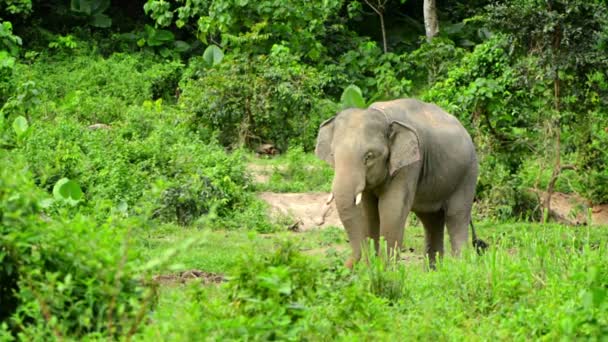 1920 x 1080 video - dospělý slon krmení v lese. Thajsko